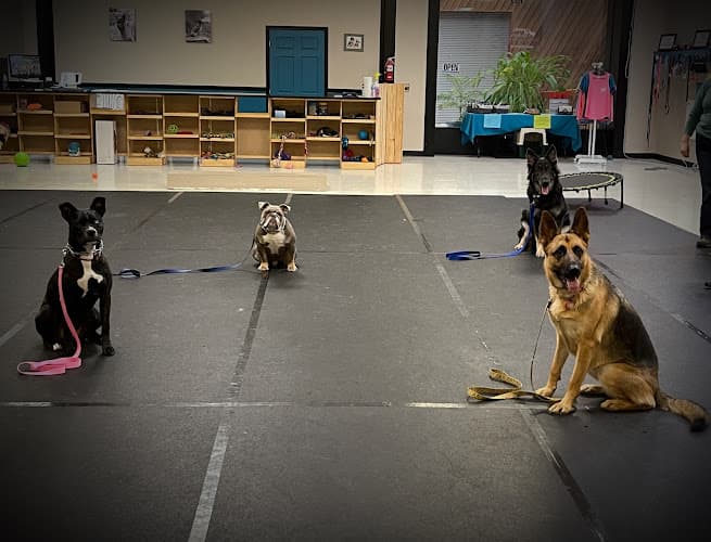 Dog trainer Campbell K9 University LLC Bend