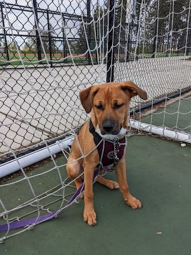 Dog trainer Canine Class Room Dog Training in Portland Portland