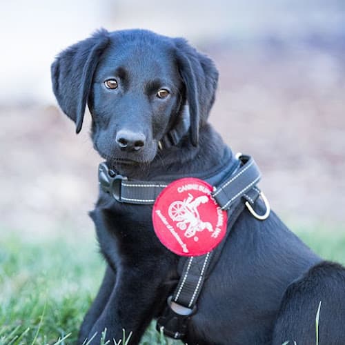 Dog trainer Canine Support Teams Inc Murrieta