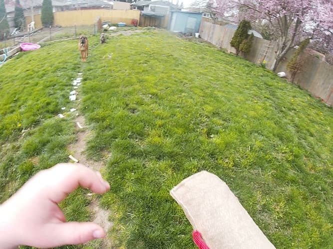 Dog trainer Canine Training Services Federal Way