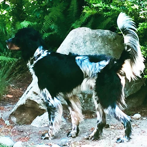 Dog trainer Canine Transformations Learning Everett