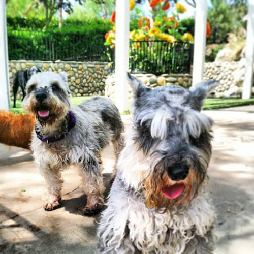 Dog trainer Canyon View Ranch Simi Valley