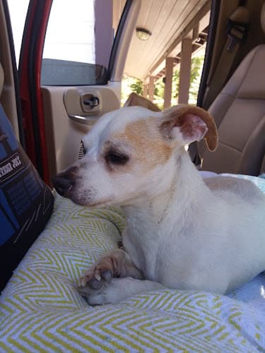 Dog trainer Carlsbad Pet & Feed Carlsbad