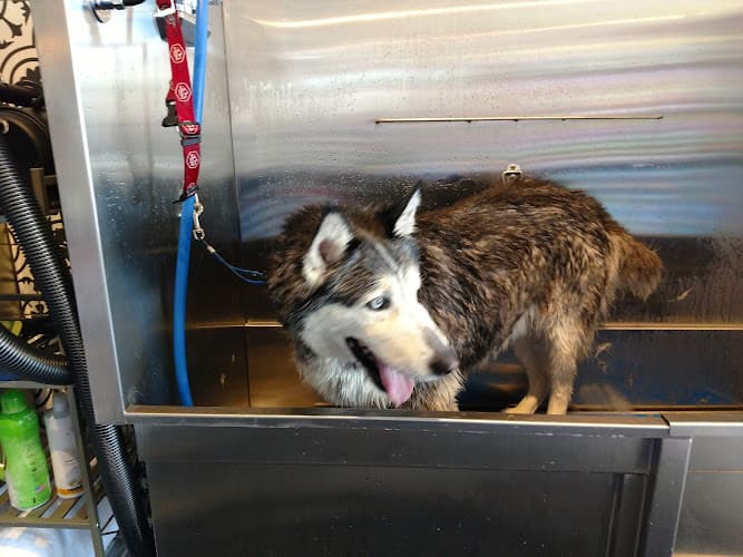 Dog trainer Carlsbad Pet & Feed - Vista Carlsbad