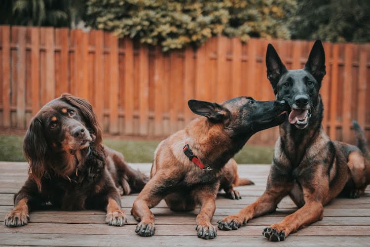 Dog trainer Cascade Canine Hillsboro