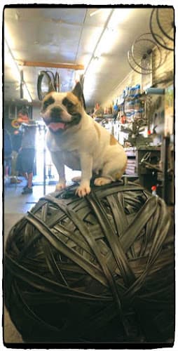 Dog trainer Chain Gang Bike Shop Redding