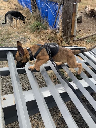 Dog trainer Chazaq K9 Inc. Eugene