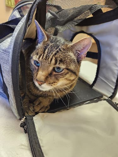 Dog trainer Chuckanut Feline Center Bellingham