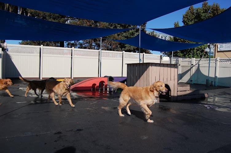 Dog trainer Citizen Canine Oakland