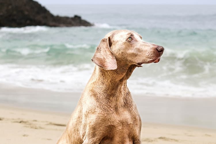 Dog trainer Clickstart Dog Training Academy Corona