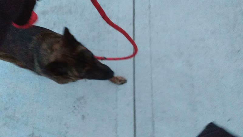 Dog trainer Clockwork Canine Dog Training Beaverton