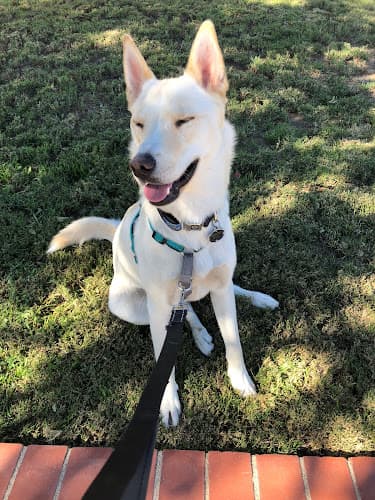 Dog trainer Coach Krasno Dog Training, LLC Simi Valley