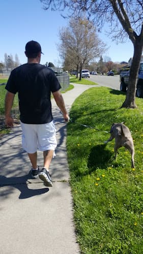 Dog trainer Cook School Park Santa Rosa
