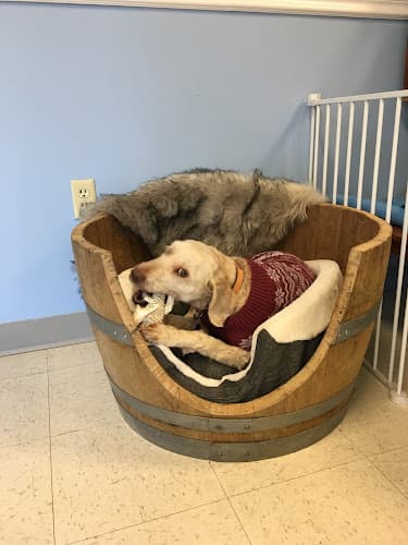 Dog trainer Cooper's Dog Training Hillsboro