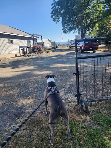 Dog trainer Countryside Kennel Vancouver