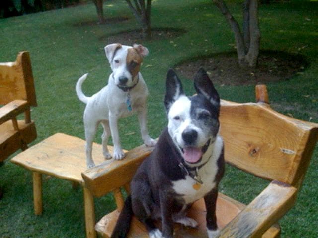 Dog trainer Crossroads Pet Resort, Best Behavior Dog Training and Behavior Specialist Anaheim