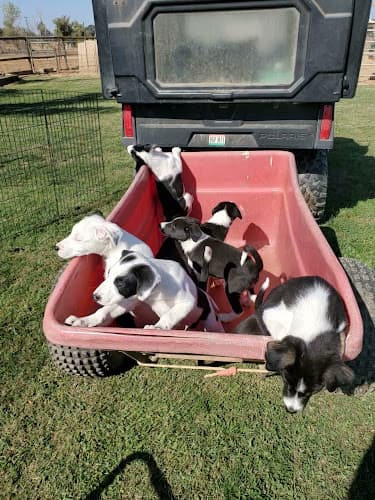 Dog trainer Cutters Quarters Border Collies Stockton