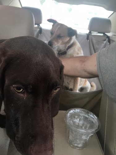 Dog trainer Dairy Queen Grill & Chill Redding