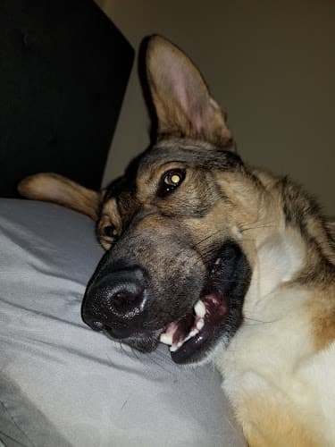 Dog trainer Deschutes K9 Training Solutions Bend