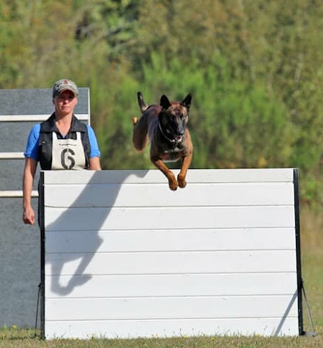 Dog trainer Deschutes K9 Training Solutions LLC Bend