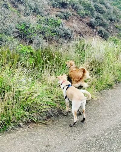 Dog trainer Diamond Dogs Private Training & Behavior Consultation Portland