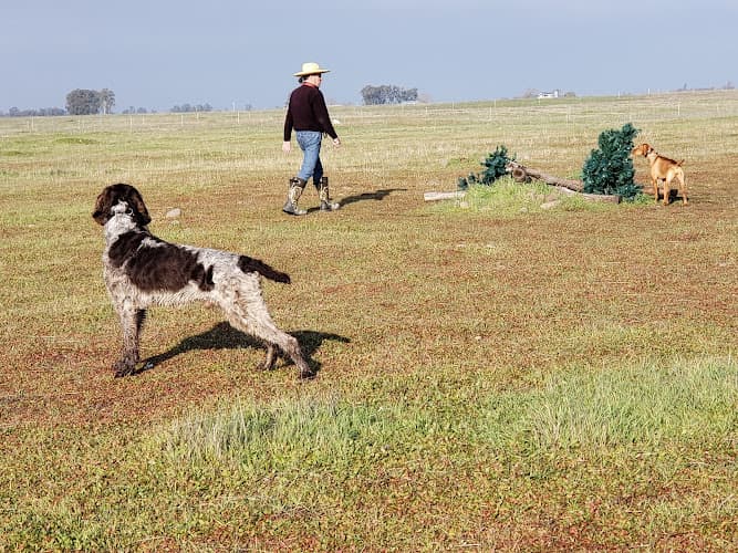 Dog trainer Diamond P Gun Dogs Chico