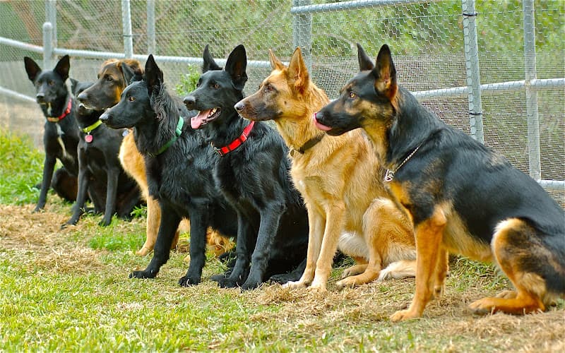 Dog trainer Dina's Dog Obedience Chico