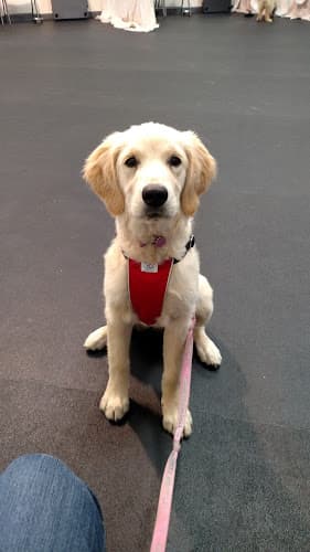 Dog trainer Dodgers Paws Hayward