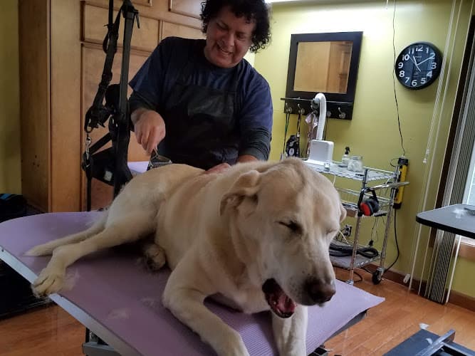 Dog trainer Dog Dandy Grooming San Jose