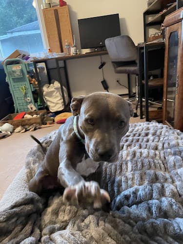 Dog trainer Dog Guy Bellingham