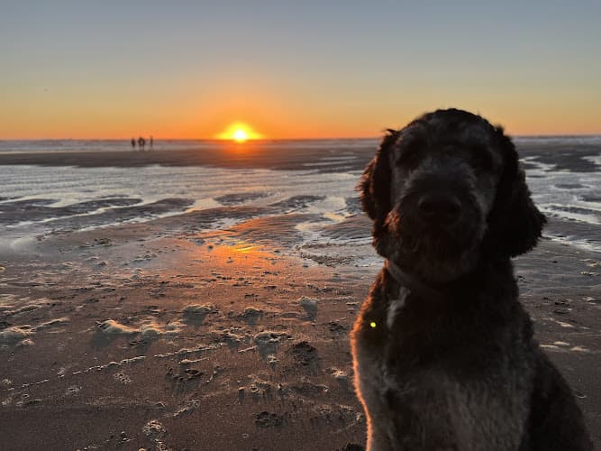 Dog trainer Dog Lady of Forest Grove & Hillsboro Oregon Hillsboro