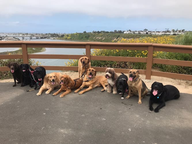 Dog trainer Dog Republic Orange