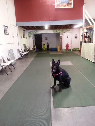 Dog trainer Dog Soul Antioch