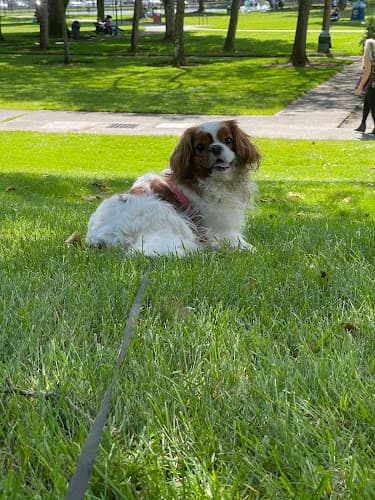 Dog trainer Dog Spaw | Kent Kent