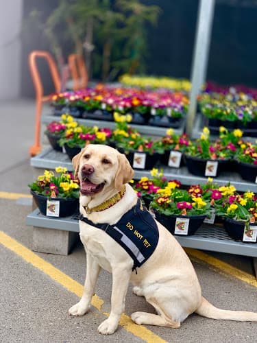 Dog trainer Dog Training 101 Bellingham