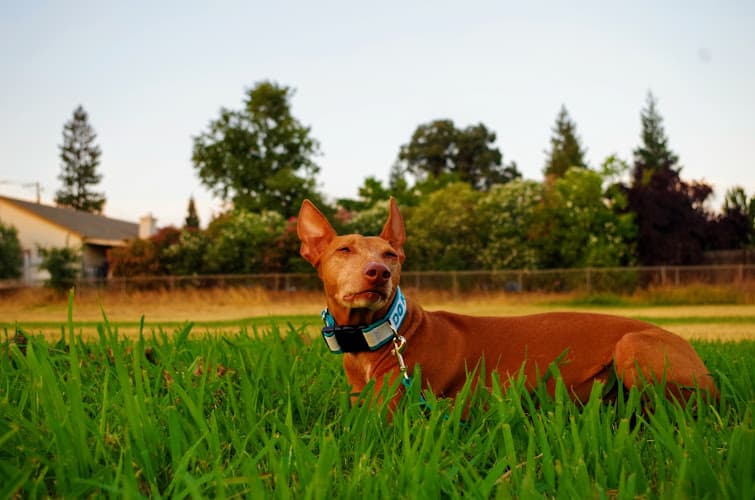 Dog trainer Dog Training For Owners Sacramento