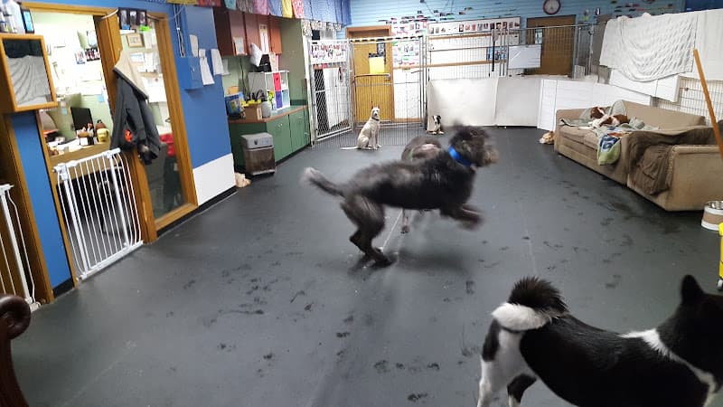 Dog trainer Doggie Den Kent