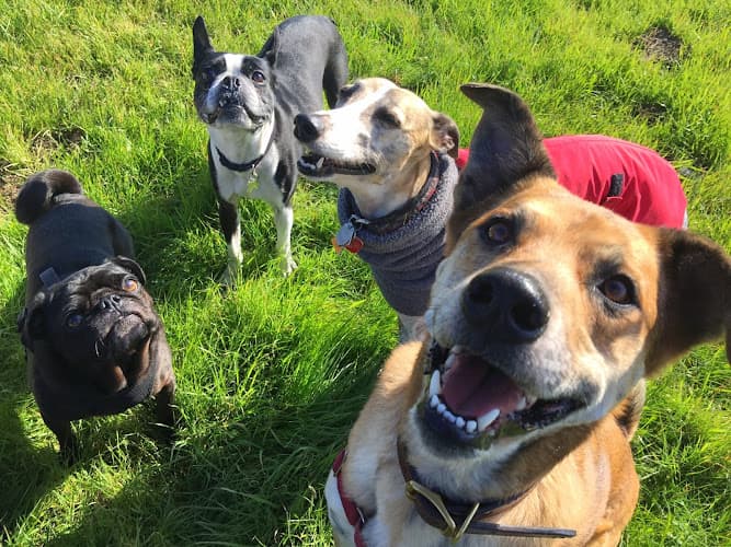 Dog trainer Doggy Lama Pet Care Oakland