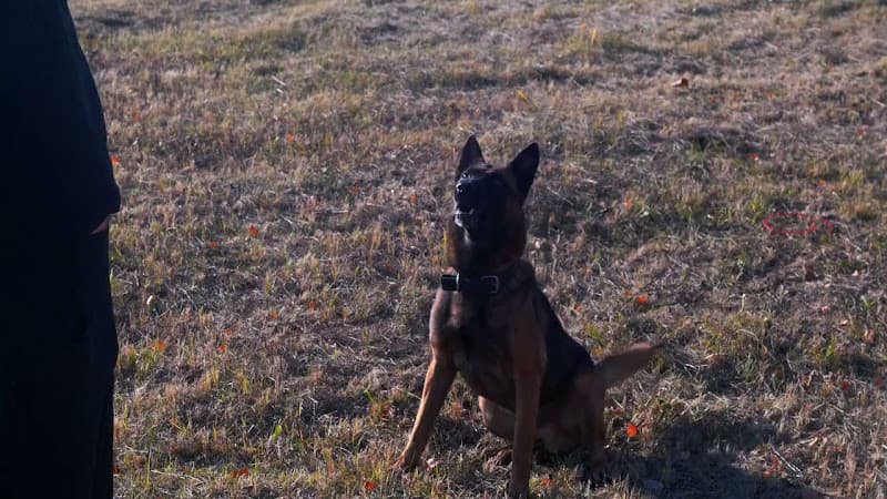 Dog trainer dogmaster Corona