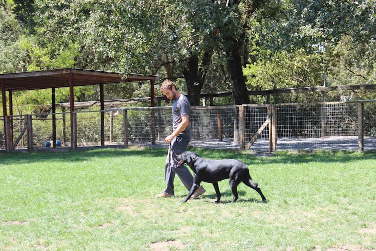 Dog trainer DOGMIND - Professional Dog Training Santa Rosa