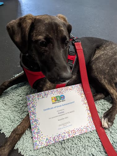 Dog trainer Dog's Day Out Training Center South Seattle