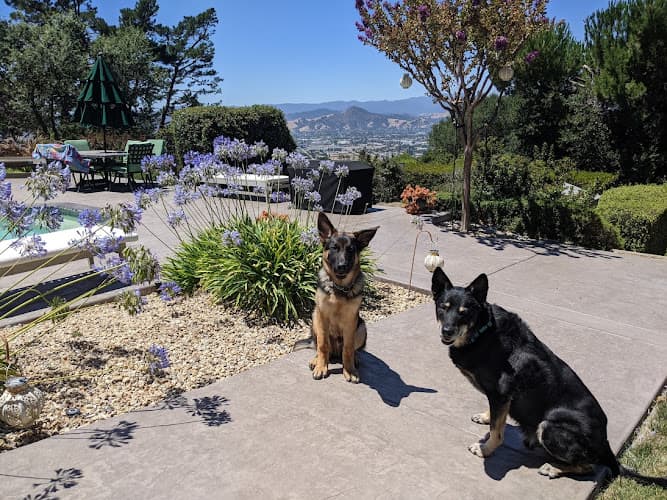 Dog trainer Dogs With Ties K9 San Jose