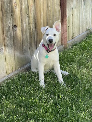 Dog trainer DogSpot Vista