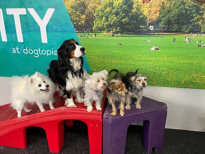 Dog trainer Dogtopia of South Bay Torrance