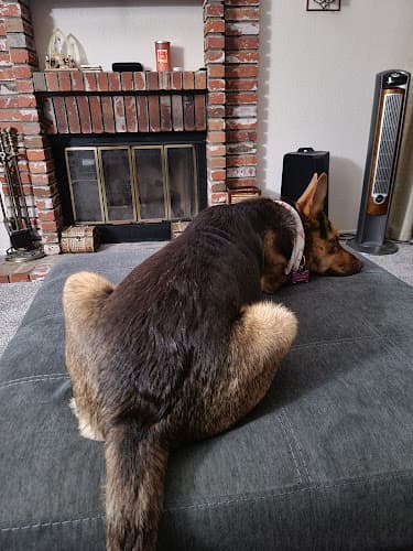 Dog trainer Dogtopia of Temecula Temecula