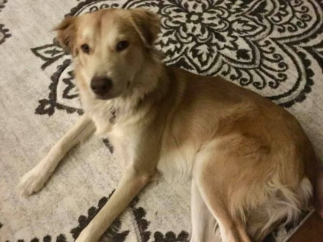 Dog trainer Dogwood K-9 Training Experience Corona