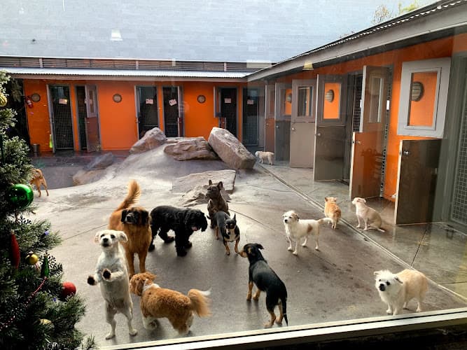 Dog trainer Double Dog Dare Ya Burbank