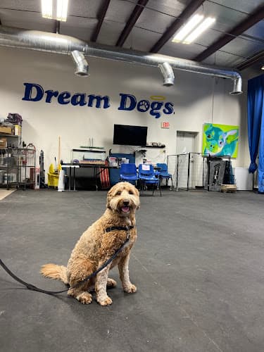 Dog trainer Dream Dogs Indio