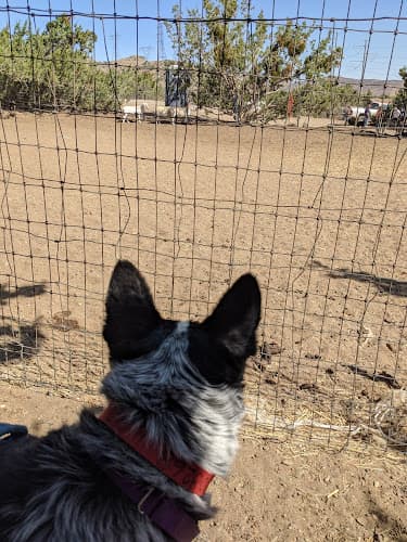 Dog trainer Drummond Ranch Inc. Palmdale