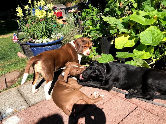 Dog trainer Eastside K-9 Bellevue